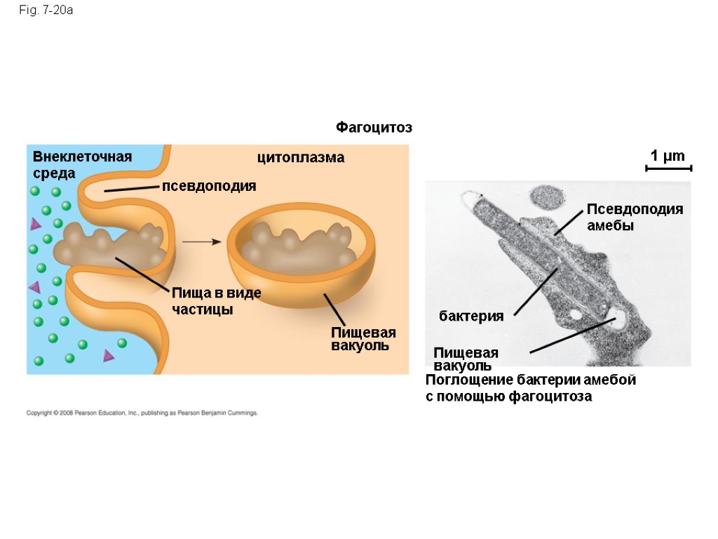 Fig. 7-20a Фагоцитоз цитоплазма Внеклеточная среда псевдоподия Пища в виде частицы Пищевая вакуоль Пищевая